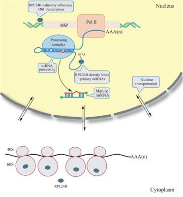 Extraribosomal Functions of Cytosolic Ribosomal Proteins in Plants